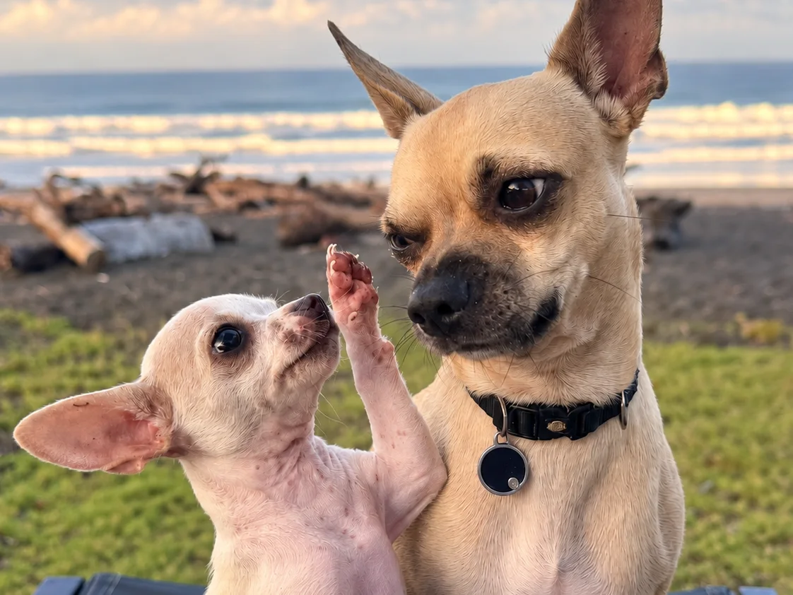 Adrian raises a paw toward Rocky with the Playa Hermosa surf behind them