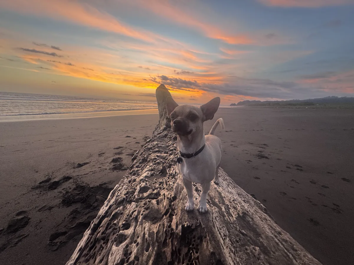 Rocky standing on driftwood beneath a brilliant Playa Hermosa sunset